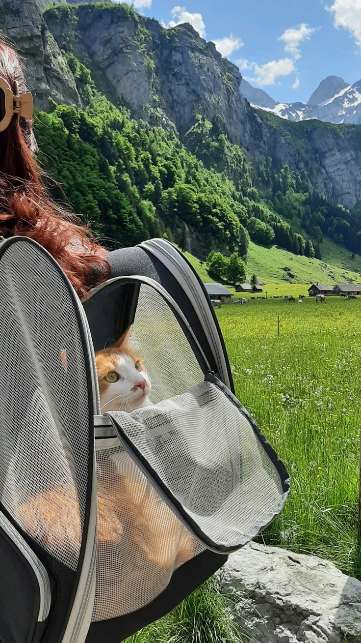 Cat in a backpack carrier overlooking a green mountain valley