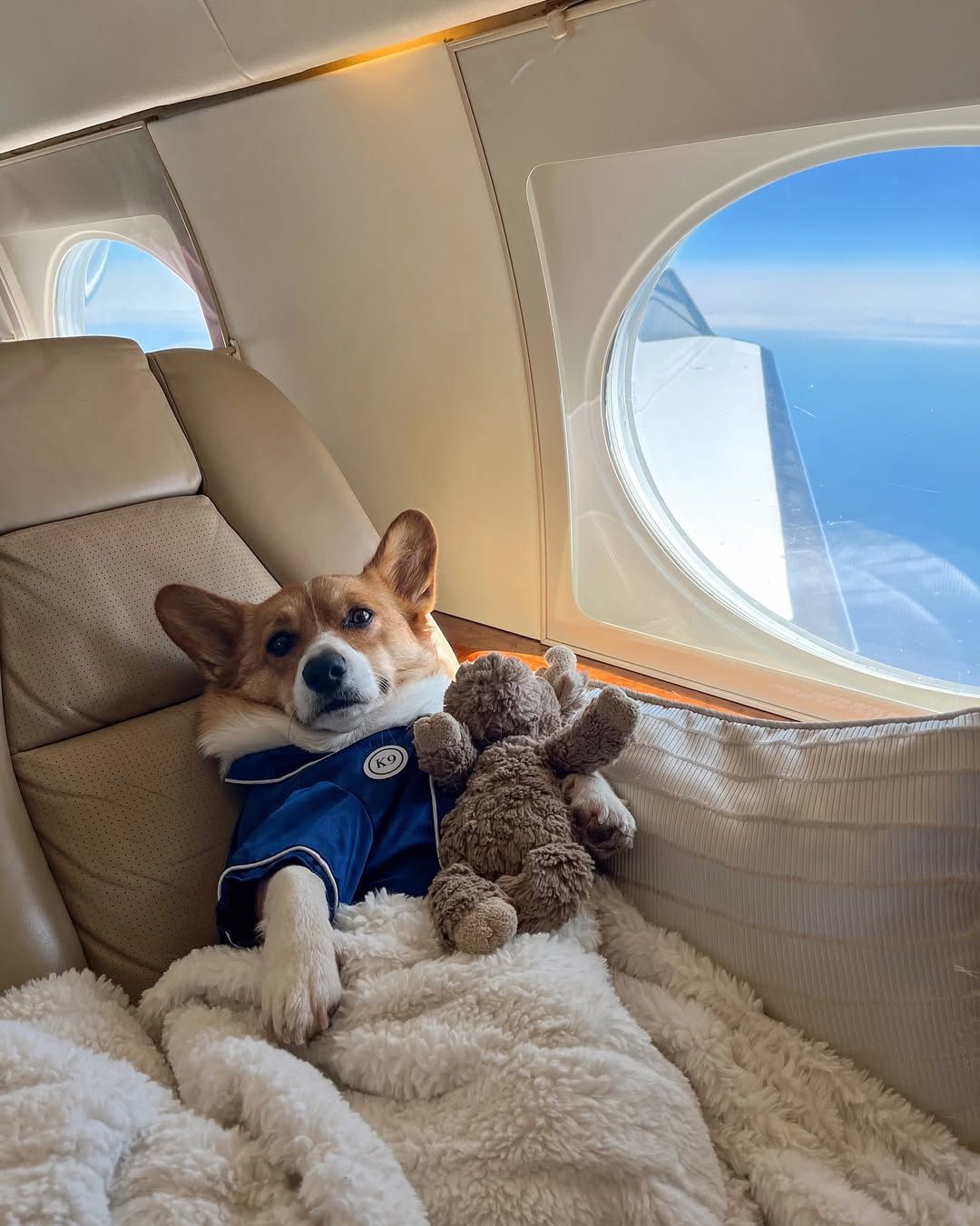Dog relaxing on a flight, ready for travel