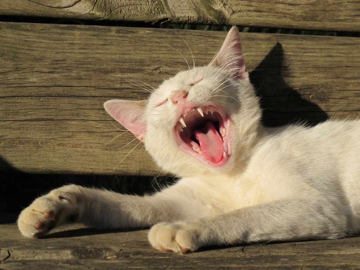 Cat showing off healthy teeth